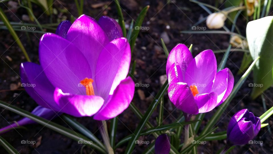 Purple flower growing on plant