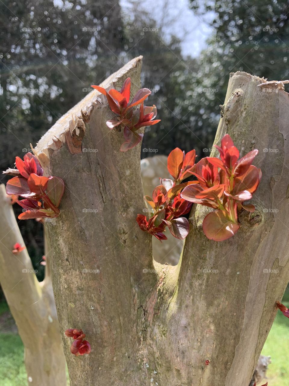 The signs of spring - Young shoots sprout out from the limb of the Twilight Crape Myrtle Tree