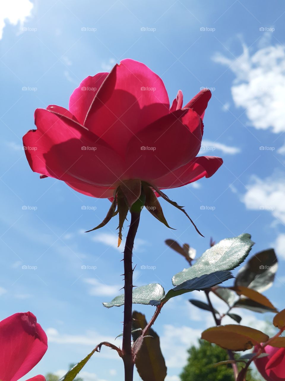 Double Knock Out Rose vs Blue Sky