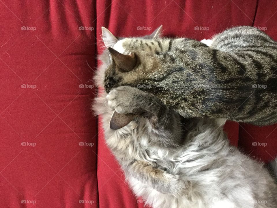 Two of our three cats Leo and Tusse. Both had a rough start living outdoors and not being cared for. We have adopted all cats and they are adorable both to people and to each other. 😻😻😻😻😻