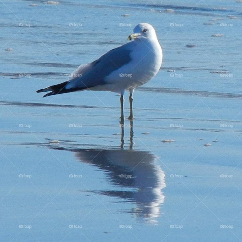 seagull and reflection