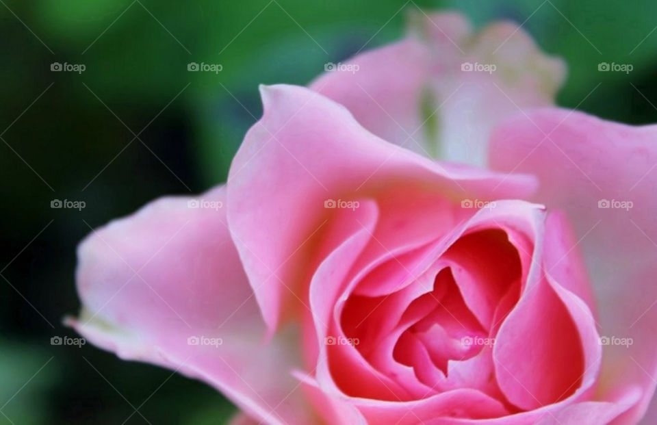 garden pink flower macro by merethe