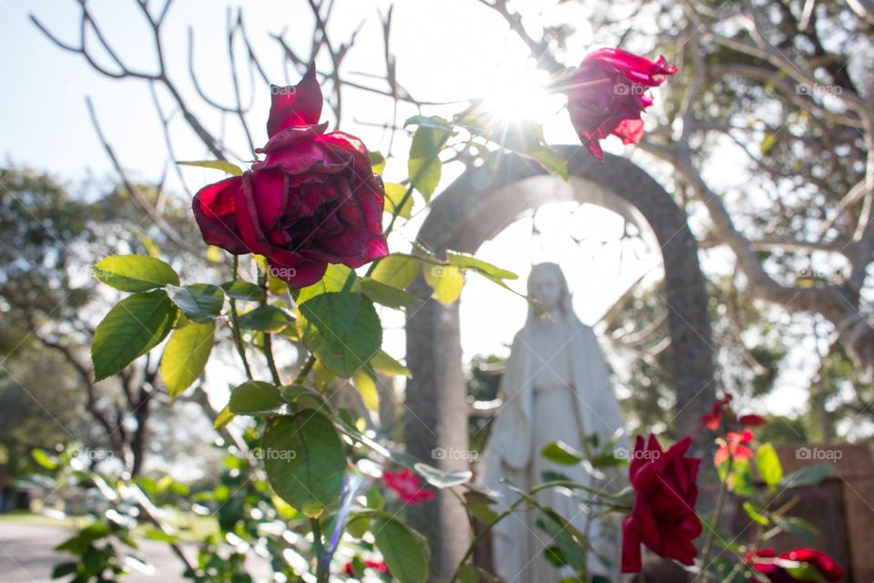 Roses and Virgin Mary