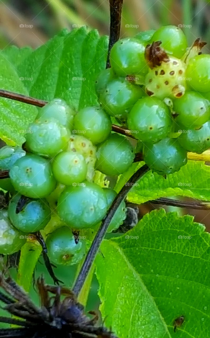 green berries