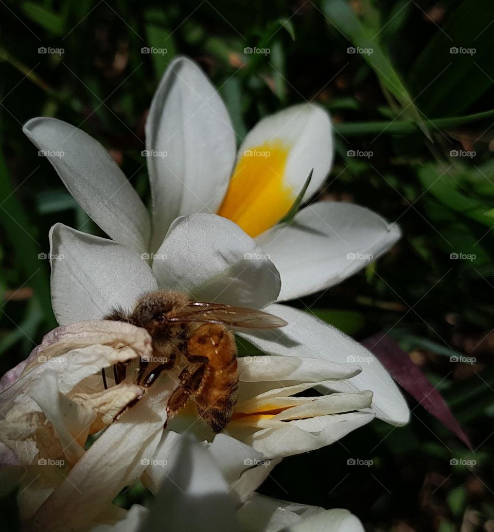 Honeybee on a Freesia Flower
