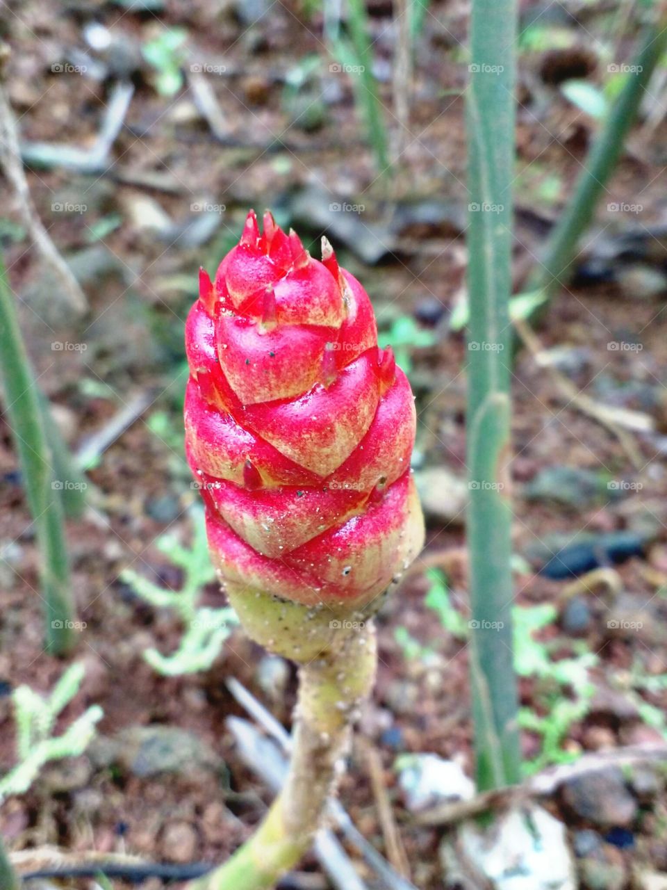 ginger flower