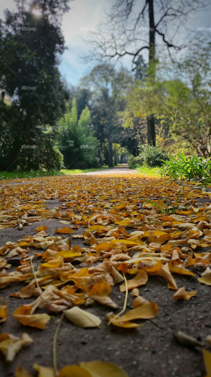 Dried leaves on the path