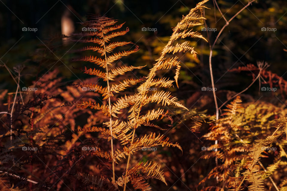 Wild fern 