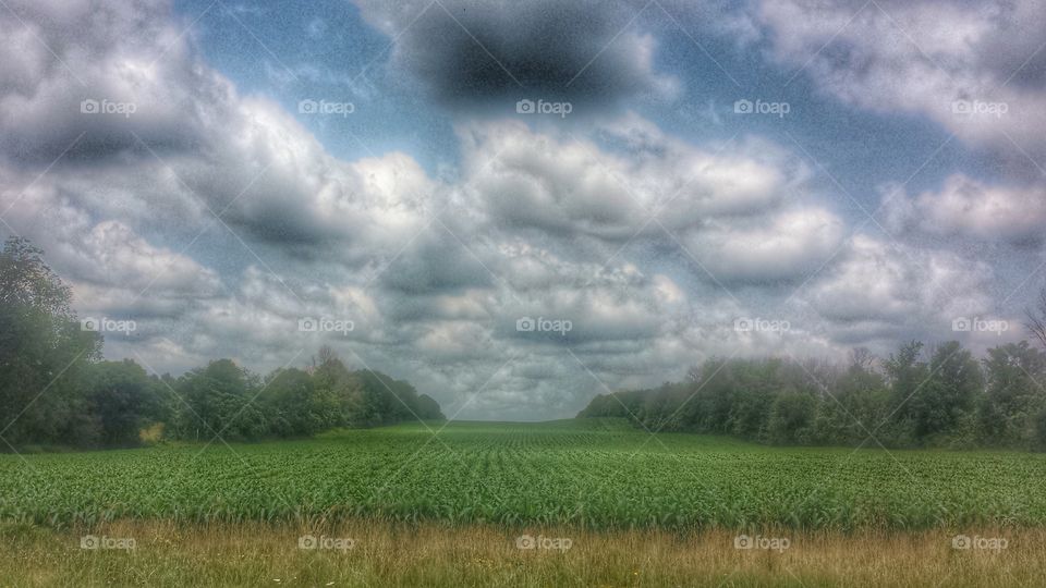 Nature. Corn Field