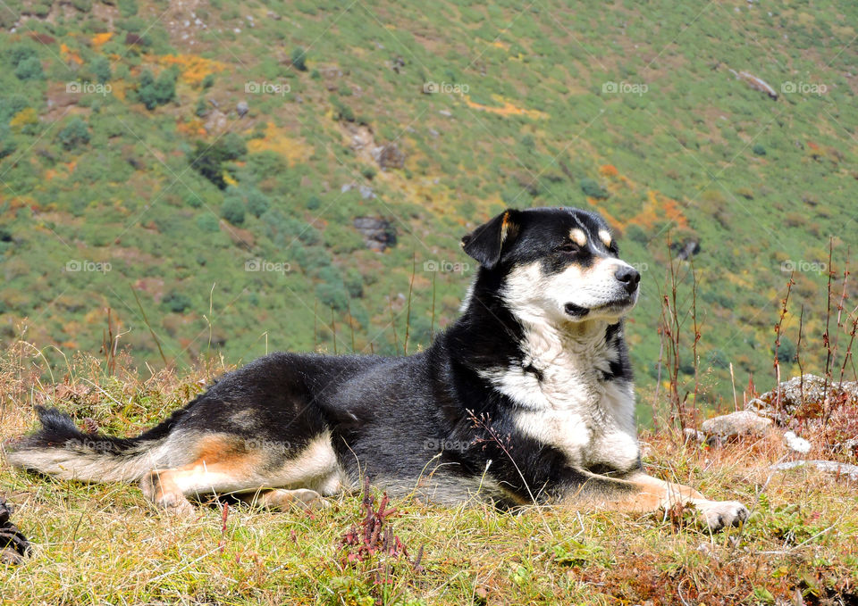 Dogs of the Himalayas