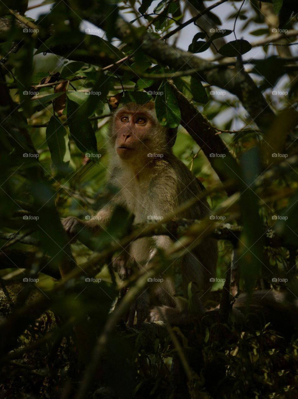 Rhesus-Monkey