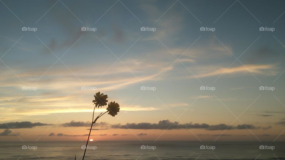 Beautiful flower and magic sunset at essaouira city in morocco.