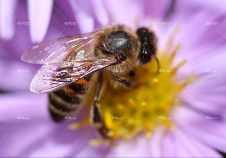 on the purple flower