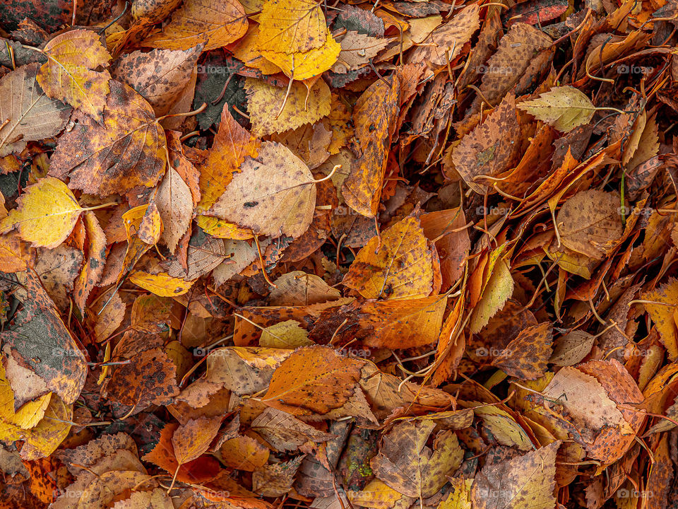 Yellow birch autumn leaves lie in a pile