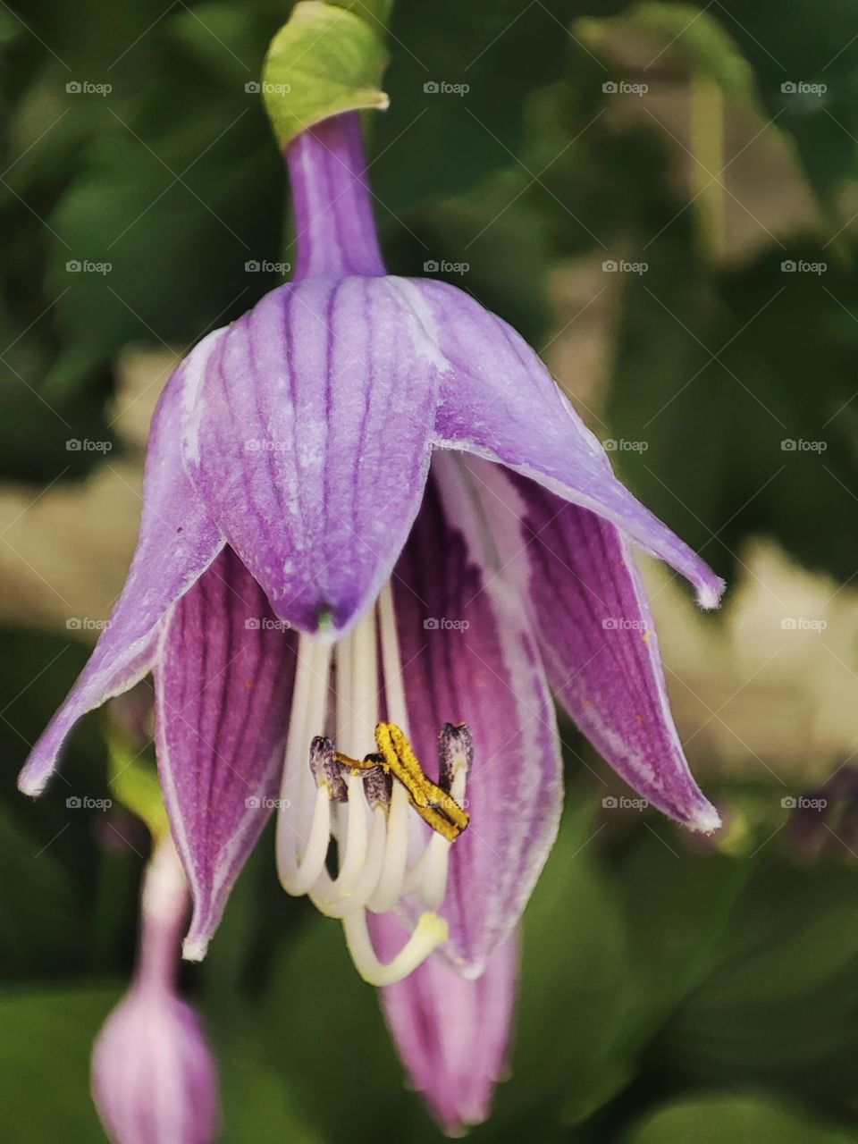 Macro photo of flower growing in the garden