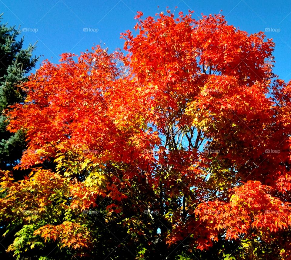 Autumn Maple