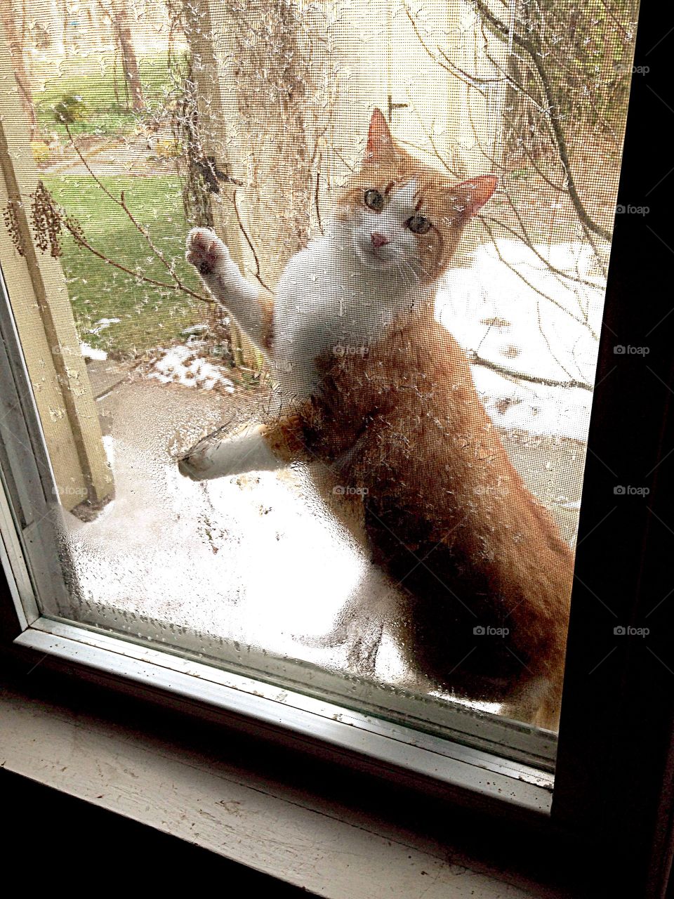 Let me in, says the kitty
