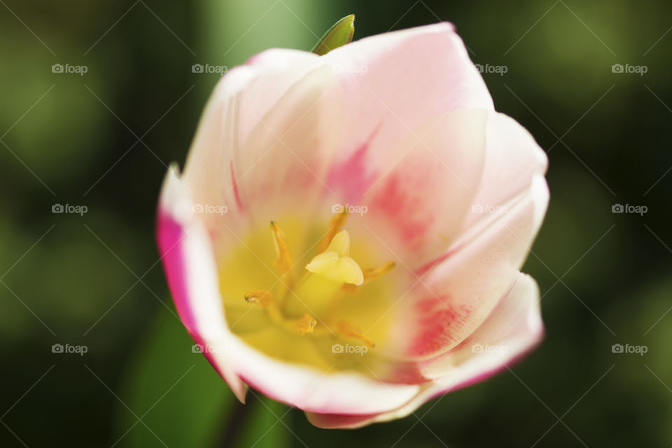 Extremely beautiful white and pink tulip