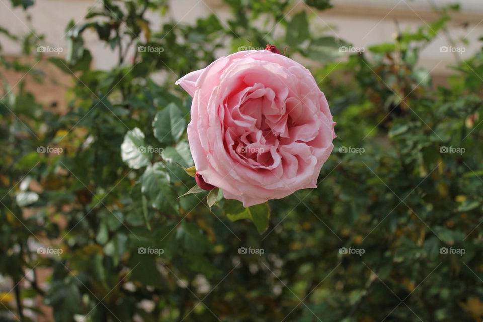 flowers nature pink macro by avphoto