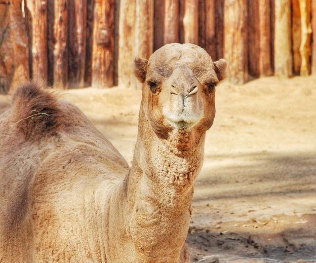 Camel