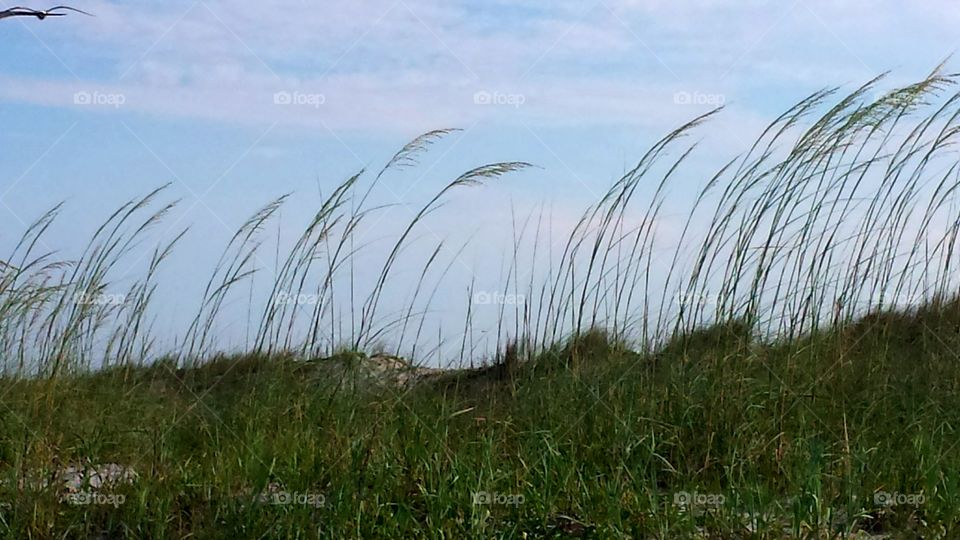 Sea Grass