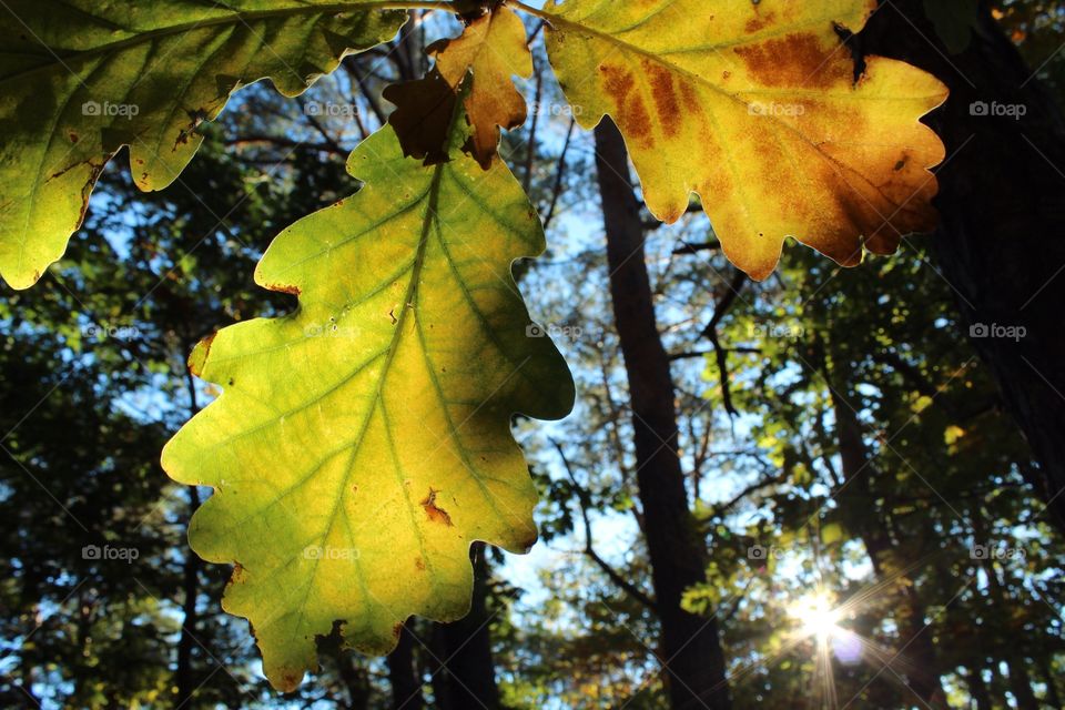 Autumn leaves