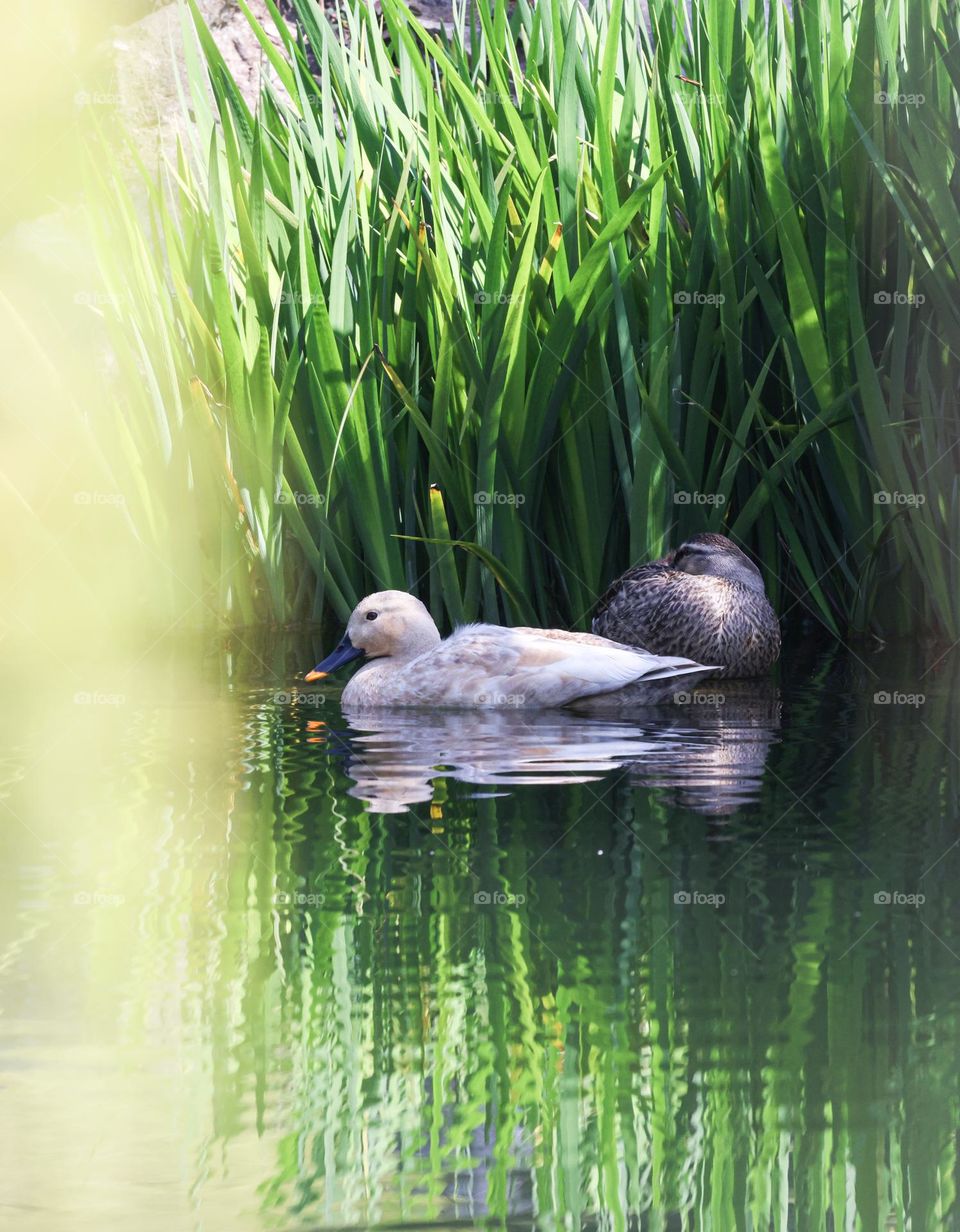 春江水暖鸭先知