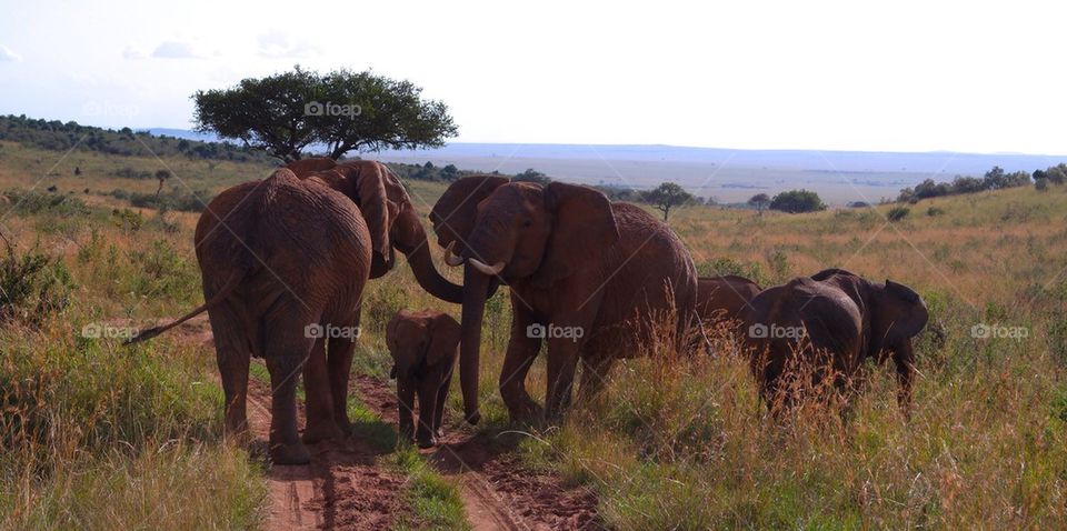 Elephant 