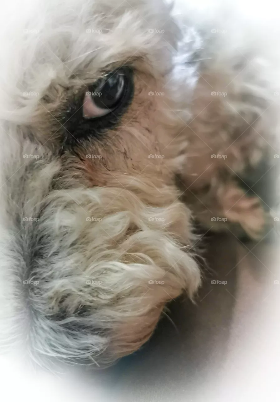 The all seeing eye of Mr P, a Bichon Frise cross Jack Russell in particular when it comes to treats