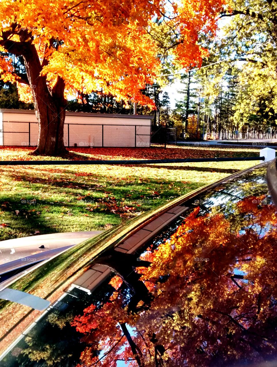 fall reflections. Gorgeous orange fall leaves reflected in the windshield of my car on this sunshine y day.