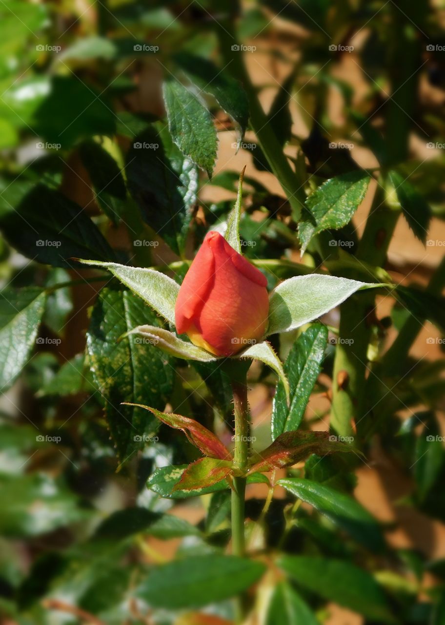 Simple rose blossum
