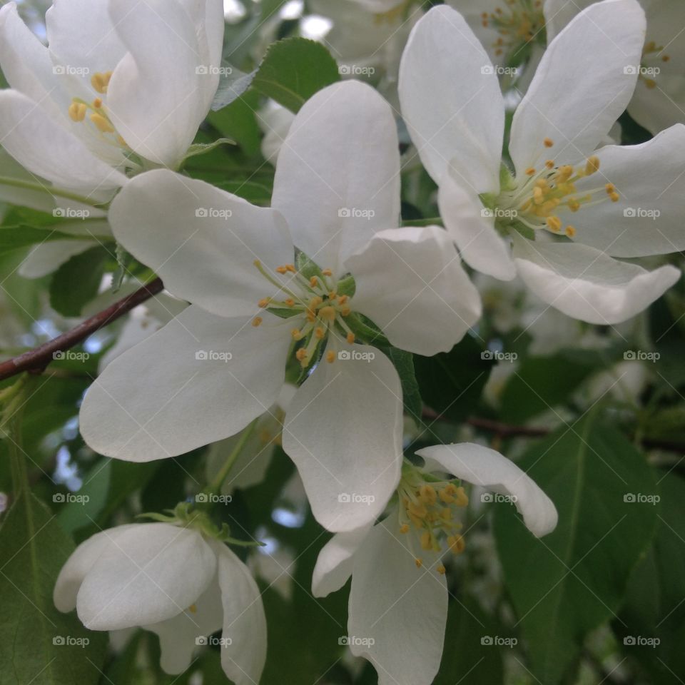 Blooming apple tree