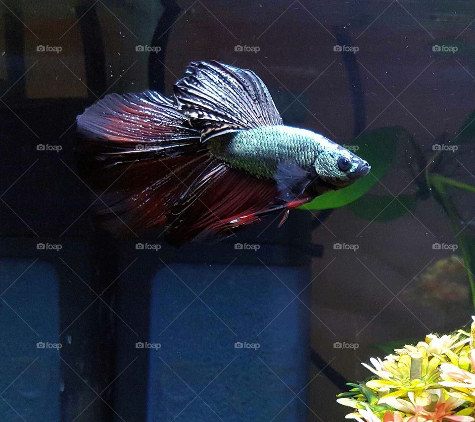 silver red and black betta fish