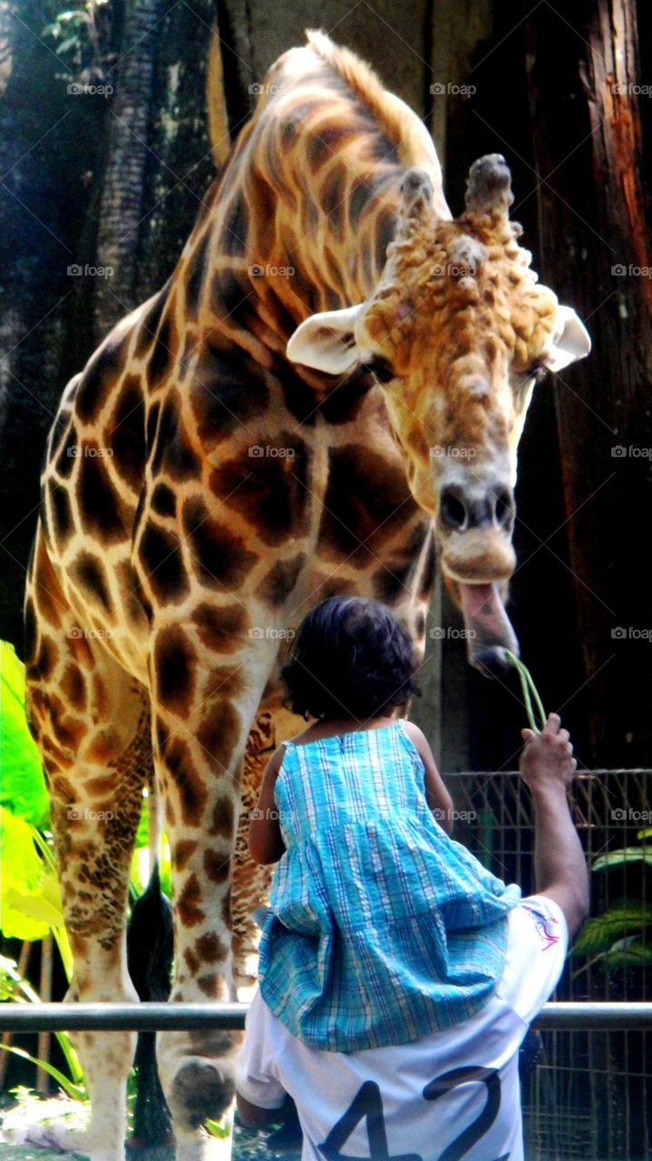 jerapah dan anak kecil