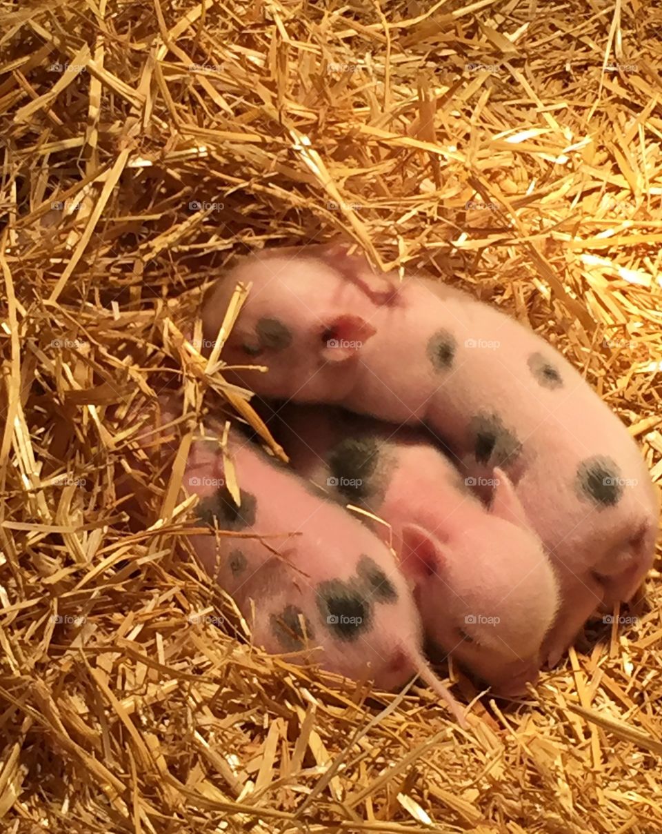 Pigs lying down on hay