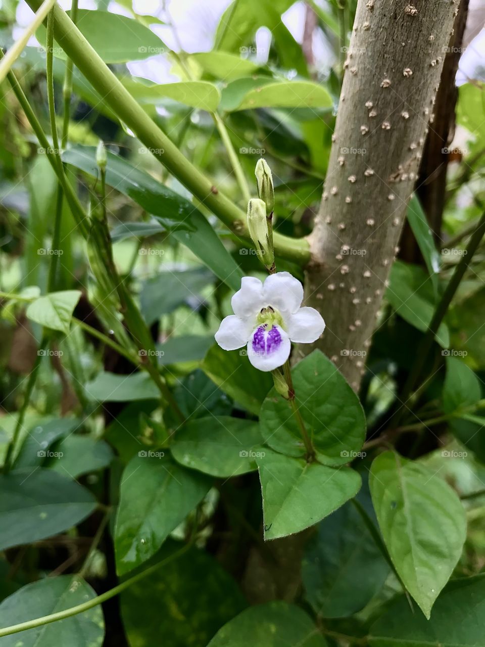 Chinese Violet (Asystasia gangetica)