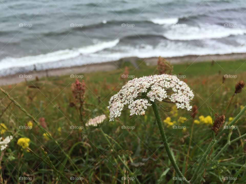 Nature, No Person, Summer, Flower, Grass