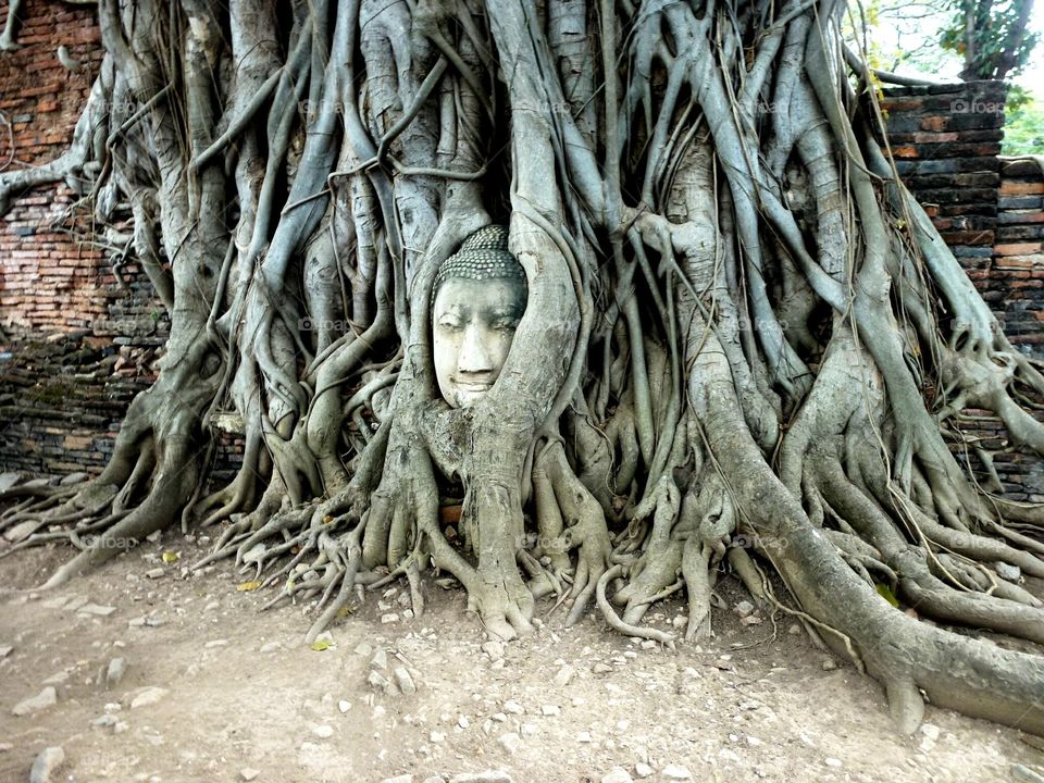 Buddha's head in the root