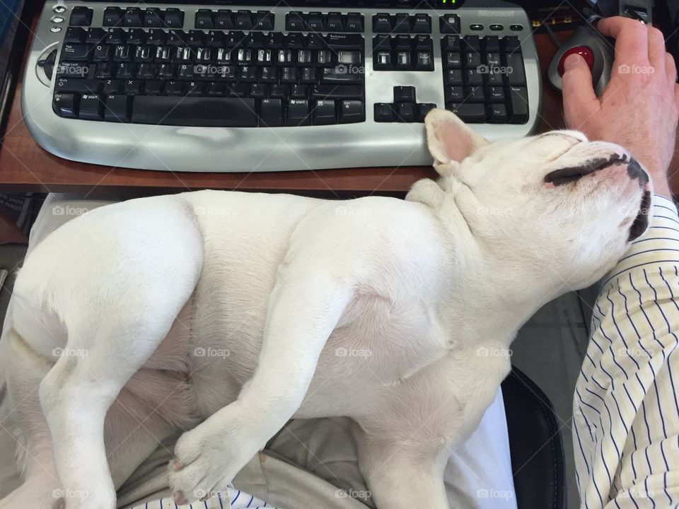 Isabelle the French Bulldog. Isabelle had tamales for lunch and needed a siesta in daddies lap