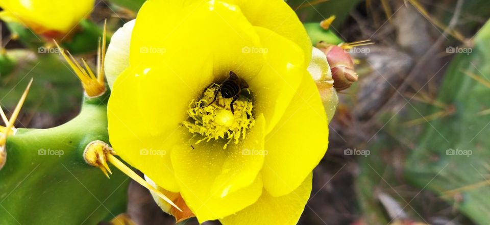 Beautiful bee on a yellow cactus flower.