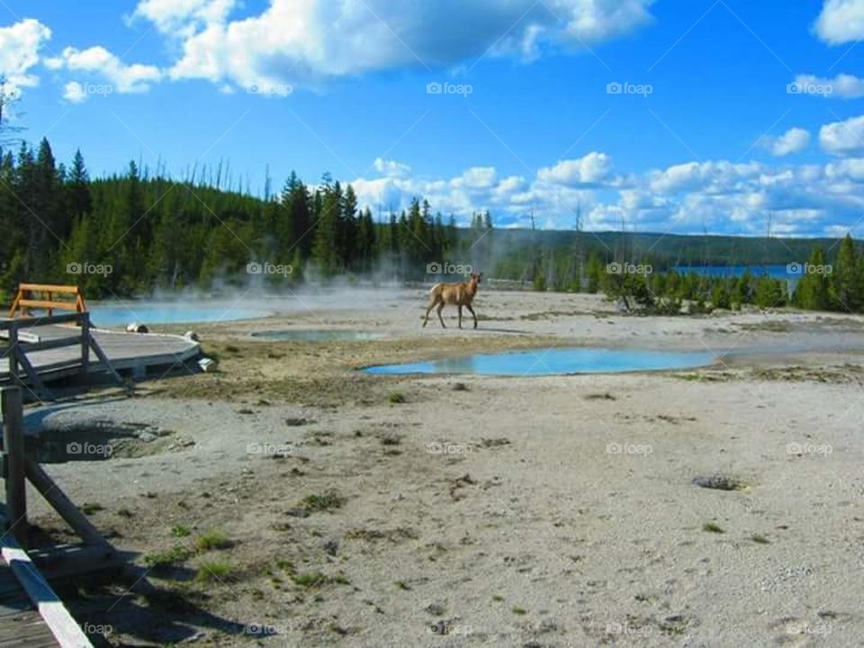 Elk near hot pools in Yellowstone