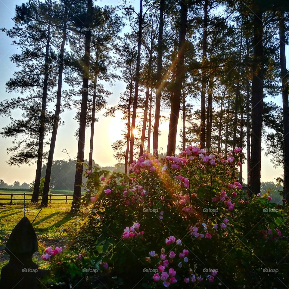 sunrise and roses in the countryside