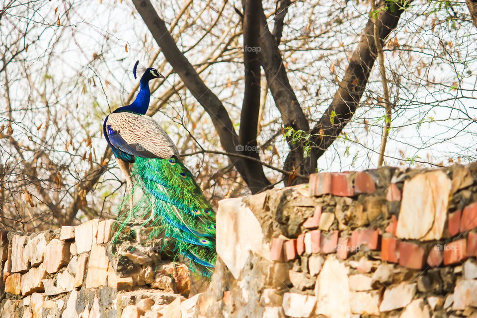 Peacock is so beautiful bird