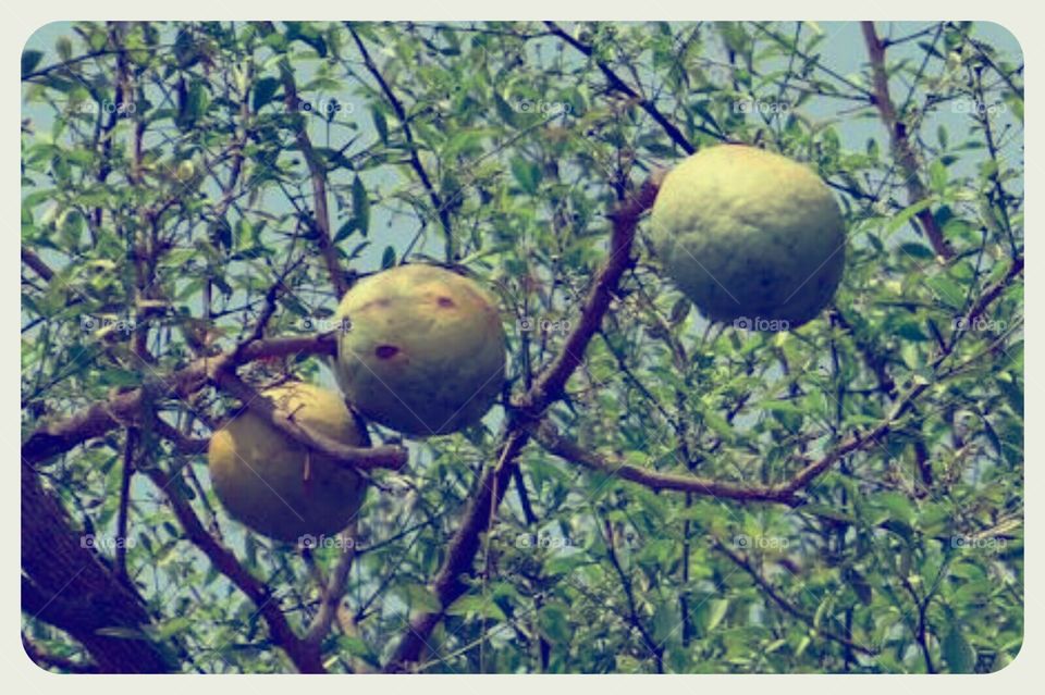 Wood Apple Tree