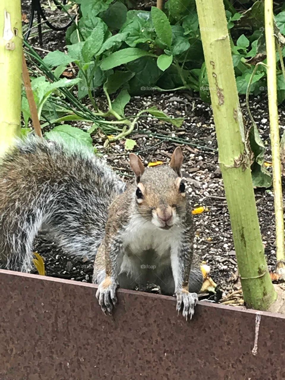 Squirrel is asking for food