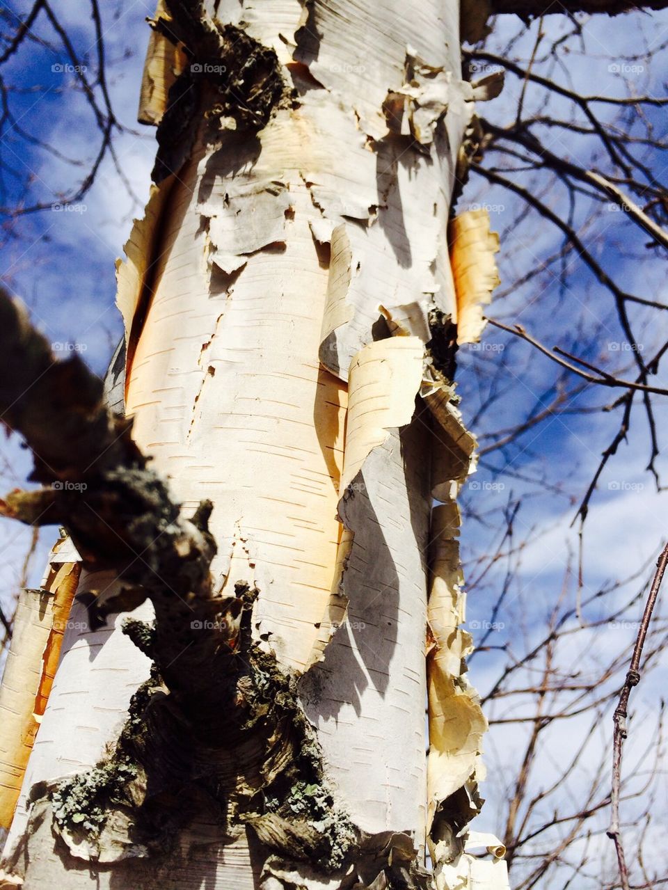 Close-up of tree trunk