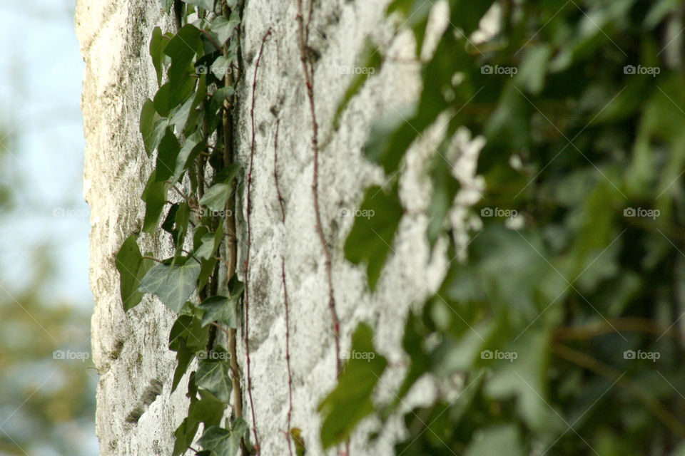 italy wall leaves brick by spicycookie