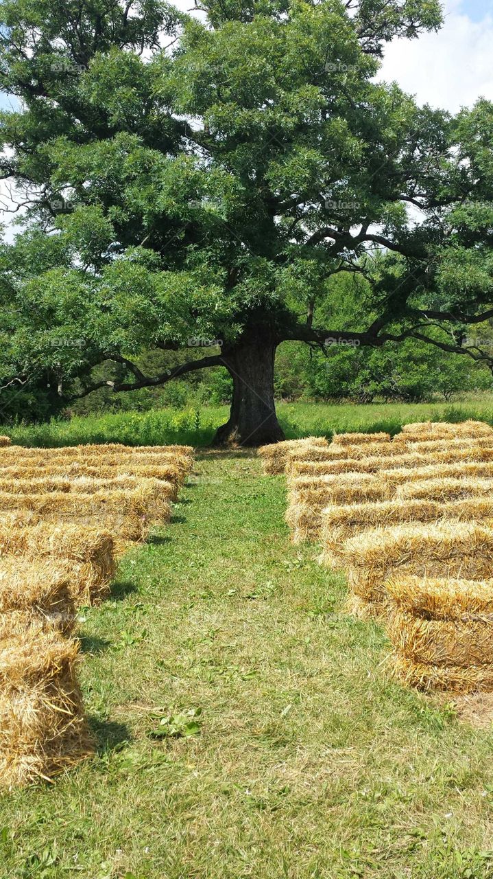 Wedding setup under great oak, with bales of hay for guests to witness such a magical sight