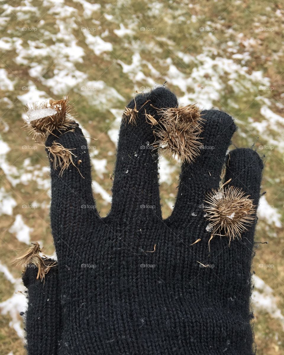 Burs caught on glove in winter 
