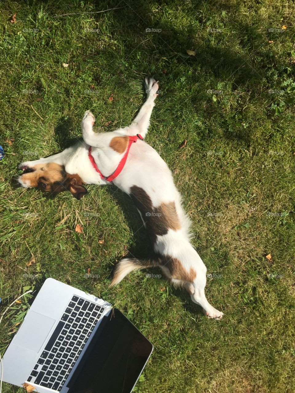 A mix breed almost dachshund in the sun